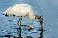 image by Kirms Photography Wood Storks-7